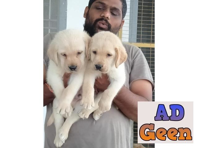 used Healthy and Dark color of Golden Retriever puppies are available. Call or whats app on 7095421868 for sale 